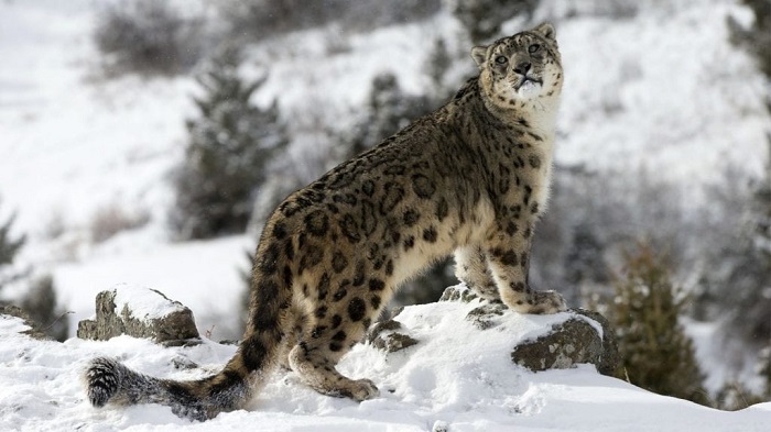 Snow Leopard Ladakh