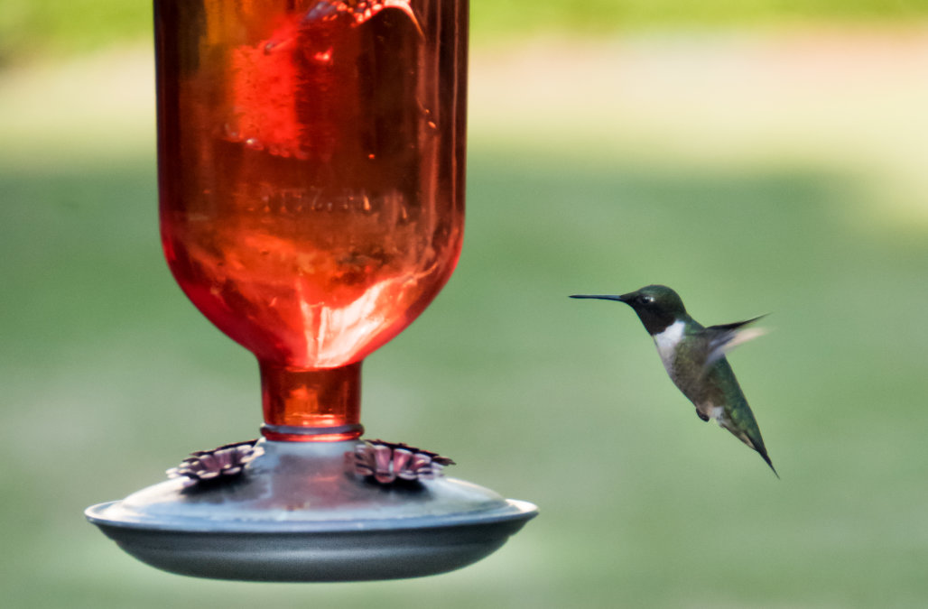 Best Ways To Feed A Hummingbird